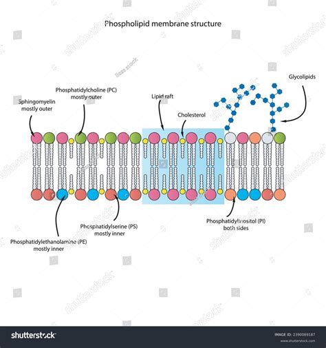 Diagrams Showing Schematic Structure Cytoplasmatic Membrane Stock ...