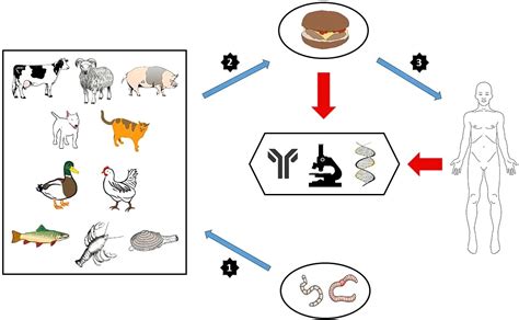 Surveillance And Diagnosis Of Zoonotic Foodborne Parasites Zolfaghari