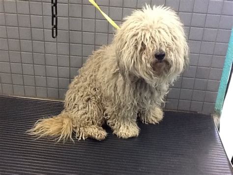 Is Matted Dog Hair Painful