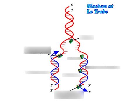 Genetics Diagram | Quizlet