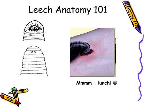 Leech External Anatomy