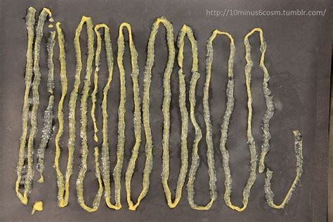 Microcosm Tapeworm Origins