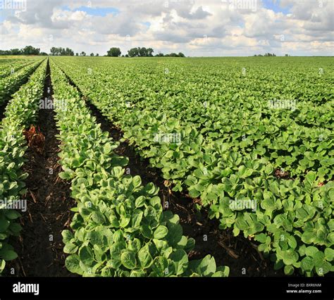 Soybean Crop Hi Res Stock Photography And Images Alamy