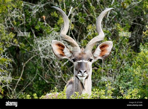 ID Photo Look Greater Kudu Tragelaphus Strepsiceros Stock Photo Alamy