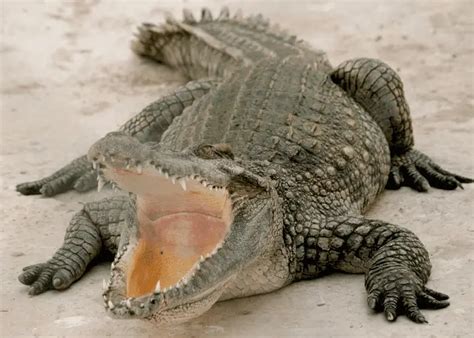 How Fast Can a Crocodile Run? | Animal Pickings