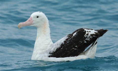 albatross animal facts diomedeidae   animals