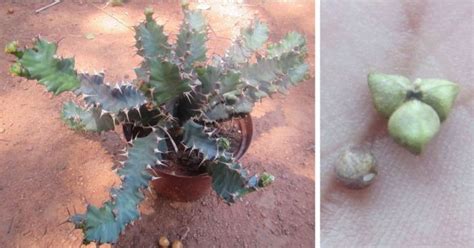Euphorbia Umfoloziensis Plantzafrica