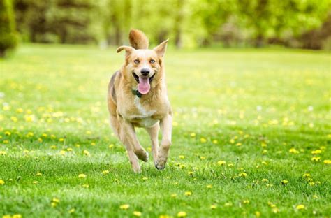 Calling All Dogs! | Your Dog's Friend