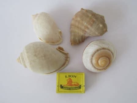 Other Antiques & Collectables - Lot of 4 collectable and rare Sea Shells, medium size, 7cm to ...