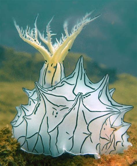 Nudibranch Beautiful Sea Creatures Ocean Creatures Sea And Ocean