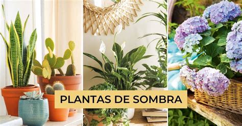 Plantas De Sombra Cu Les Son Y C Mo Cuidarlas