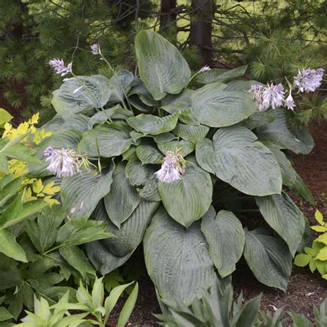 Hosta Empress Wu - Sugar Creek Gardens