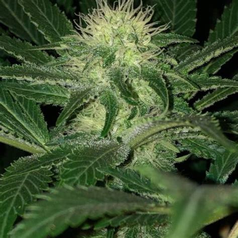 Royal Queen Seeds White Widow Grow Journal Week13 By Surcannabico