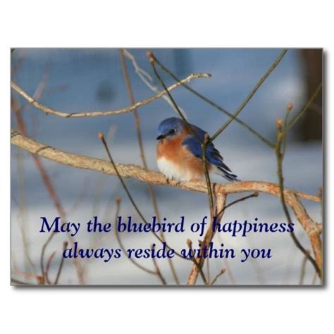 Bluebird Of Happiness Nature Postcard | Blue bird, Winter photography ...