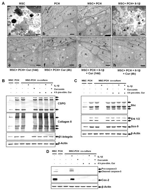 Curcumin inhibits IL 1β activity enabling co culture induced