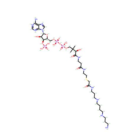 Rcsb Pdb Jev Crystal Structure Of Human Spermine Spermidine