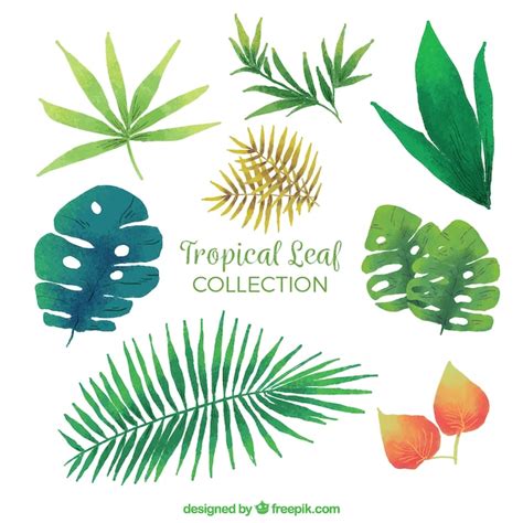 Free Vector Watercolor Tropical Leaves Set