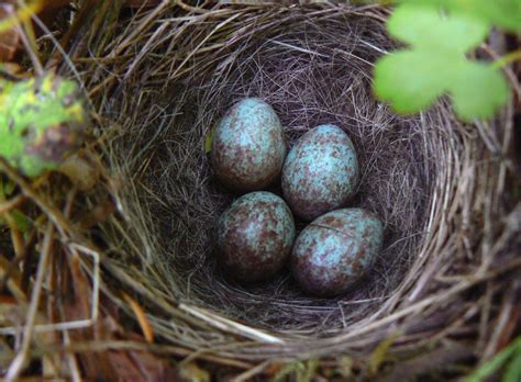 Sparrow Nest Bezyability