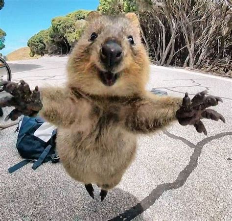 hilarious animal    absolutely  sense