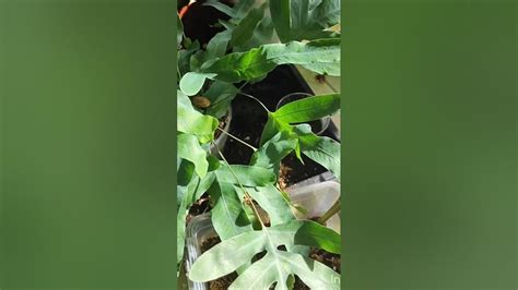 Пересадка папоротника Флебодиум Блю Стар💚#пересадка#комнатныерастения # ...