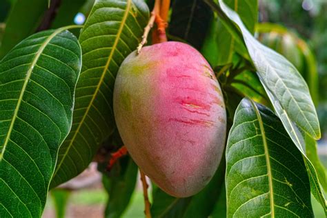 Buy Florona Rare Dwarf Hybrid Grafted Mango Live Mangifera Indica