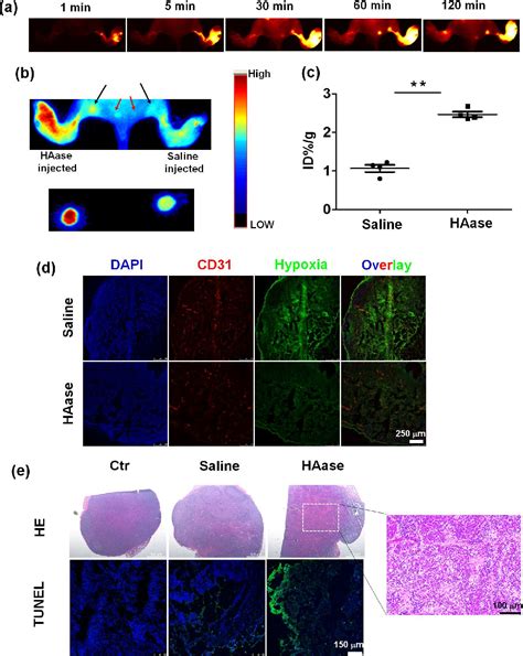 Figure From Hyaluronidase To Enhance Nanoparticle Based Photodynamic