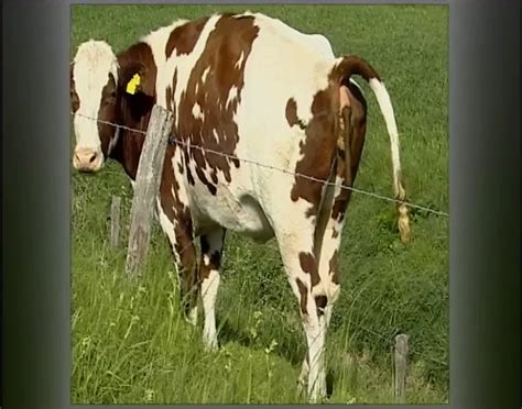 Der Sadisten Zirkel 10 Full Movie German BDSM Porn XHamster