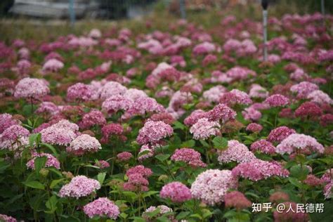 夏季浪漫明星植物乔木绣球粉色贝拉安娜 知乎