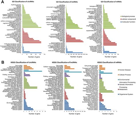 Classification Of Enriched Go Functions And Kegg Pathways A