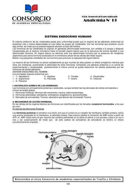 Práctica de sistema endocrino 18 Jeshu YT uDocz