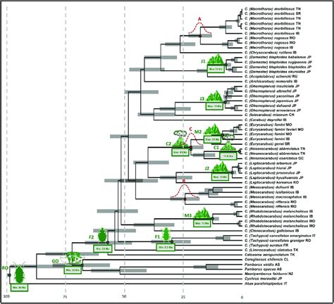 Ultrametric time-calibrated phylogenetic tree obtained with BEAST2 for ... 