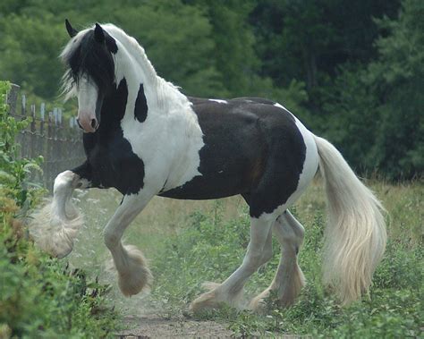 Gypsy Vanner Wallpapers - Top Free Gypsy Vanner Backgrounds ...