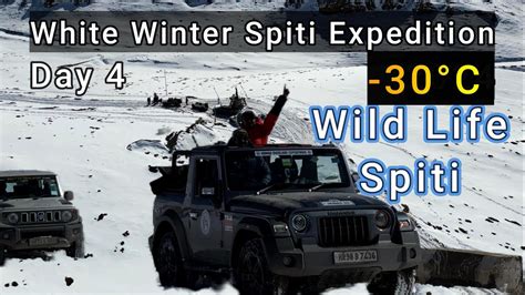 Winter Spiti 4x4 Expedition 2024 Day 4 Winter Spiti Wild Life