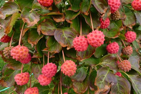 Wild Harvests Kousa Dogwood Another Urban Wonder