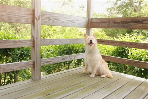 Dog Is On The Porch Stock Photo Image Of Puppy Winndixie 33532476