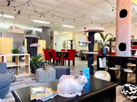 Maneki Neko Cat Rescue | Melbourne