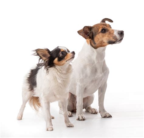 Premium Photo | Jack russell and chihuahua in studio on white background