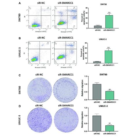 Smarcc1 Is A Cargo Protein Of Kpna2 In Bc Cells A Pearsons