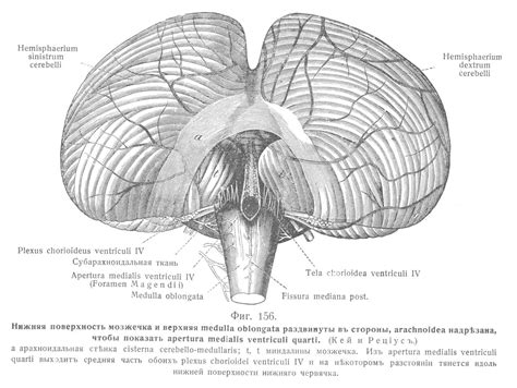 Tela Chorioidea Ventriculi Quarti Ученіе о нервахъ Неврологія