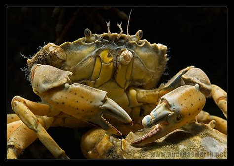 Gemeine Strandkrabbe Carcinus Maenas Gemeine Strandkrabb Flickr