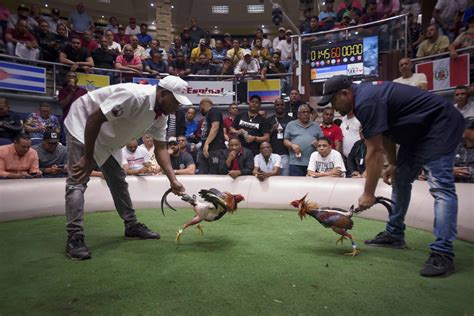 Peleas de Gallos con evento internacional en el país - El Tizón Deportivo