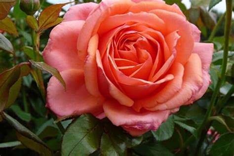 Роза Джалита — фото и описание сорта с отзывами