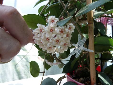 Хойя матильда (71 фото)