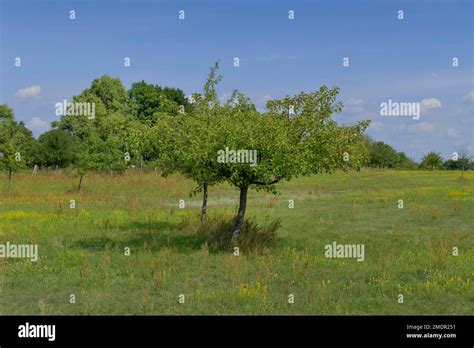 Apple tree, orchard Stock Photo - Alamy