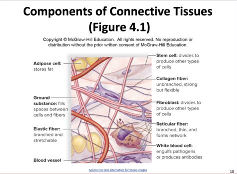 Connective Tissue Flashcards | Quizlet