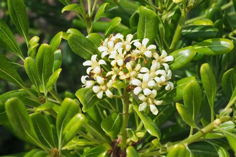 Variegated Pittosporum Hedge