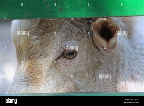Alpine White Goat Stock Photo Alamy