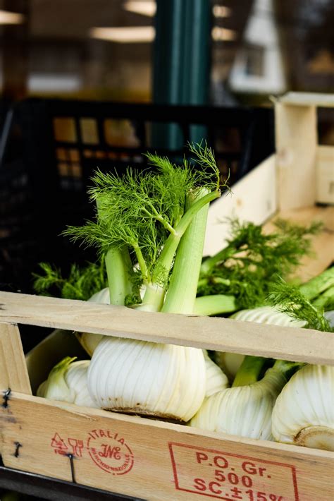 A Guide to Companion Planting with Fennel — Meadowlark Journal
