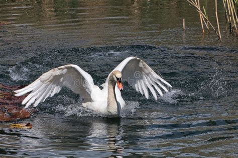 Cisne Blanco Con Alas Abiertas Nadando En Un Lago En Un Parque Bajo La