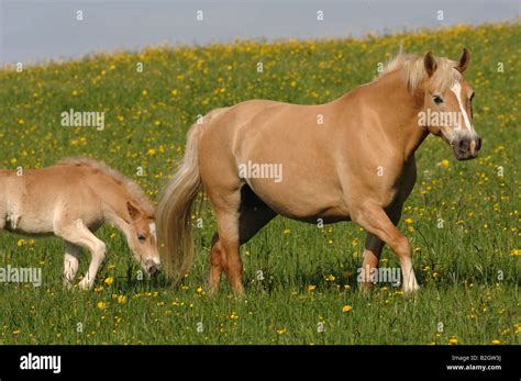 Foal Haflinger Horse Avelignese Paddock Pasture Willow Breed Standards